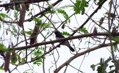 Conothraupis speculigera