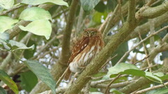 Glaucidium peruanum