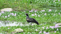 Anhima cornuta