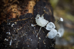 Delicatula integrella