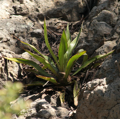 Furcraea
