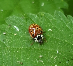 Anatis ocellata