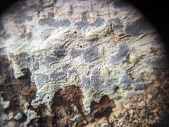 Sarcographa labyrinthica