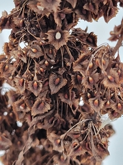 Rumex stenophyllus