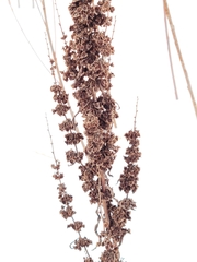 Rumex stenophyllus