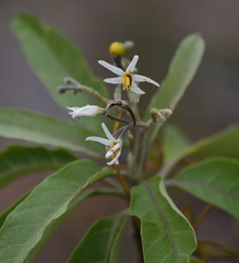 Solanum donianum