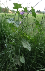 Malva sylvestris sylvestris