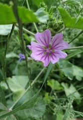Malva sylvestris sylvestris
