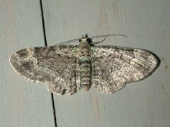 Pasiphila rectangulata