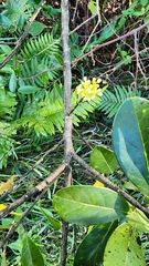 Nyssa biflora