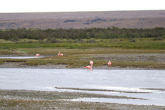 Phoenicopterus chilensis