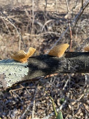 Neofavolus americanus