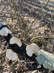 Neofavolus americanus