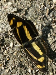 Neptis tshetverikovi