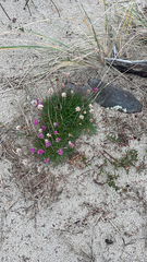 Armeria maritima