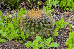 Ferocactus viridescens