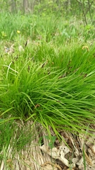 Carex cespitosa