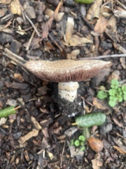 Agaricus