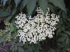 Sambucus