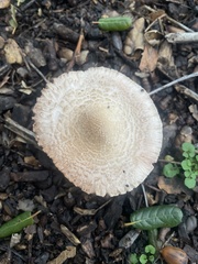Agaricus