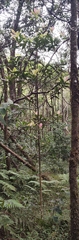 Myrsine lessertiana
