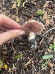 Agaricus