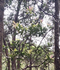 Myrsine lessertiana