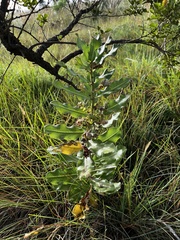 Pachycarpus dealbatus
