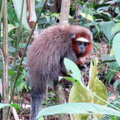 Plecturocebus ornatus