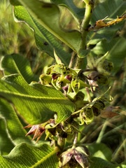 Pachycarpus dealbatus