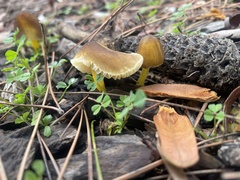 Pluteus romellii