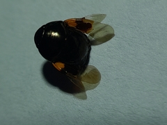 Thyreocoridae