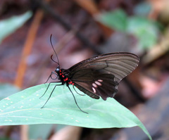 Parides anchises nielseni