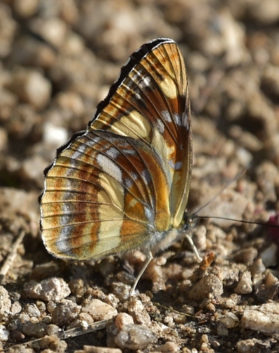 Neptis tshetverikovi