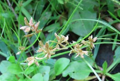 Cyperus diandrus