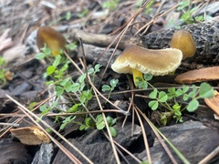 Pluteus romellii