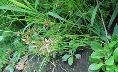 Cyperus diandrus