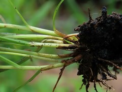 Cyperus diandrus