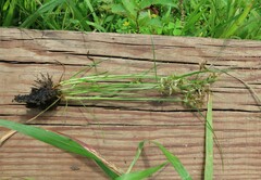 Cyperus diandrus
