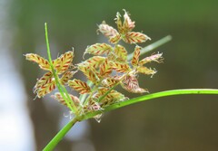 Cyperus diandrus