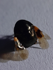 Thyreocoridae