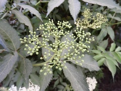 Sambucus