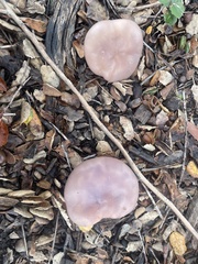 Lepista nuda