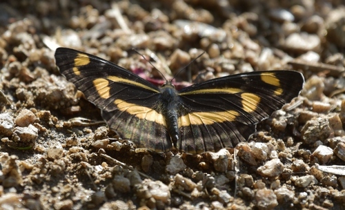 Neptis tshetverikovi