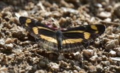 Neptis tshetverikovi