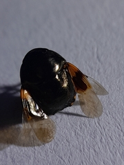 Thyreocoridae