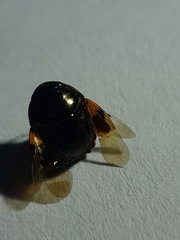 Thyreocoridae