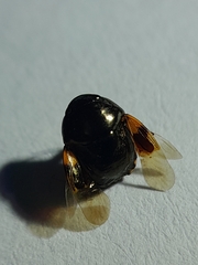 Thyreocoridae