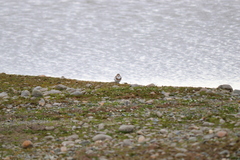 Charadrius falklandicus