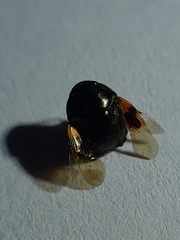 Thyreocoridae
